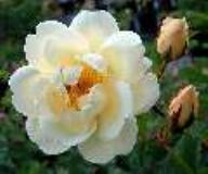 Rose Schloss Seusslitz Foto Hilscher