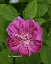 Rose Souvenir de Malmedy Foto Christine Meile