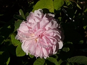 Rose Schöne aus Angeln Foto Groenloof