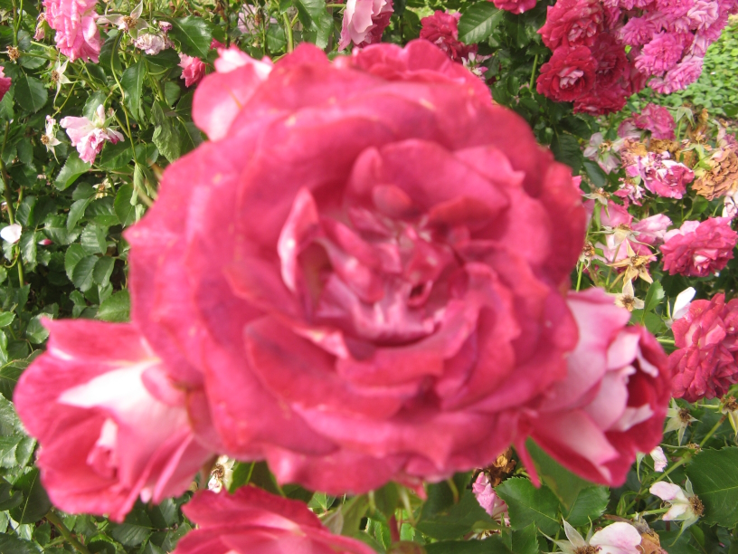 Rose Schöne Pfälzerin Foto Brandt