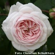 Rose Schultheis-Rose Millenium Foto Schultheis
