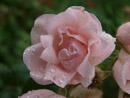 Rose Simply Foto Rusch