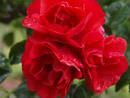 Rose Sorrento Foto Rusch