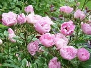 Rose Souvenir d`Adolphe Charvoik Foto Groenloof