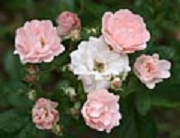 Rose Souvenir d`Adolphe Turc Foto Groenloof