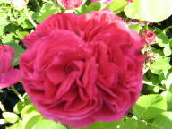 Rose Souvenir de Mme de Corval Foto Brandt
