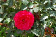 Rose Sublime Foto Wikipedia