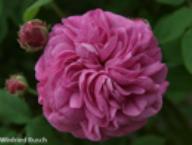 Rose Sultane Favorite Foto Rusch