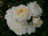 Rose Taxandria Foto Myroses