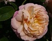 Rose Tender Blush Foto Groenloof