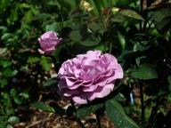 Rose Terra Limburgia Foto Myroses