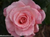 Rose Tickled Pink Foto Rusch