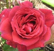 Rose Velvet Fragrance Foto Brandt