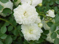 Rose White Bells Foto Wikipedia