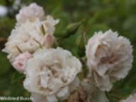 Rose White Grootendorst Foto Rusch