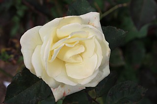 Rose White Nights Foto Groenloof