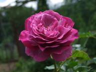 Rose Wild Blue Yonder Foto Myroses