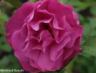 Rose Wild Edric Foto Rusch
