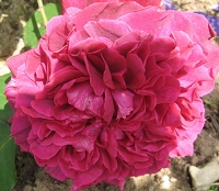  Rose William Shakespeare 2000 Foto Brandt
