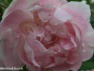 Rose Windflower Foto Rusch