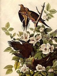 Audubon Carolina Rose mit Küstenfink Foto Wikipedia