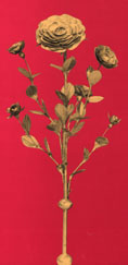 Die Goldene Rose Foto Gesellschaft Schweizer Rosenfreunde