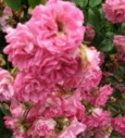 Rose Rosarium Dortmund für Rosenadressen