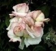 Rose Secret für Rosengeschichten, Interessantes