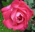 Rose Gaujard für Rosenzüchtung